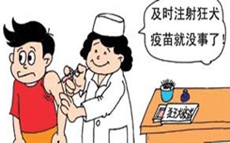 怀孕的母猫有狂犬病吗,怀孕狂犬病发作