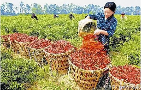 如何可以有效的销售农产品,新手如何做好卖农产品的推广