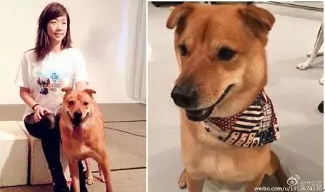 古牧真的很难养吗,古牧被遗弃了