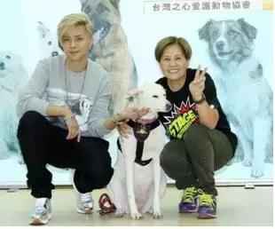 古牧真的很难养吗,古牧被遗弃了