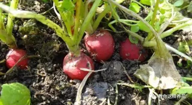 适合阳台种植的蔬菜有哪些特性,在家阳台怎么种蔬菜