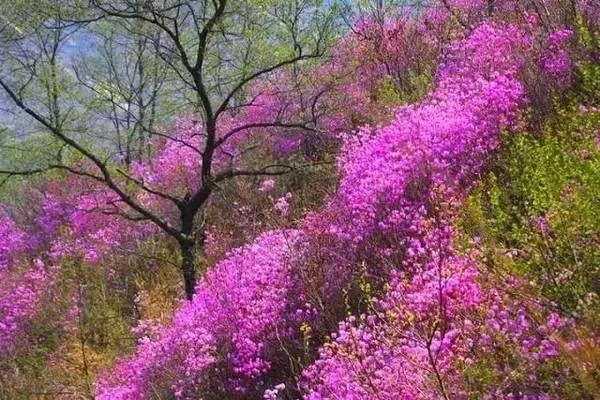 莫负春光辽宁赏花踏青攻略来了,辽宁最美十大花海