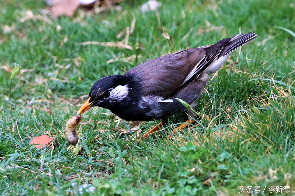 灰掠鸟大餐白土蚕