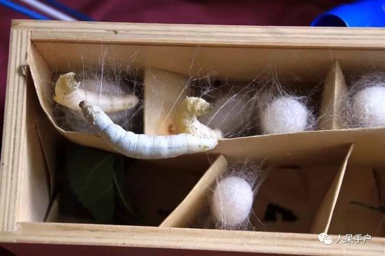 可爱的蚕宝宝怎么做,可爱的蚕宝宝