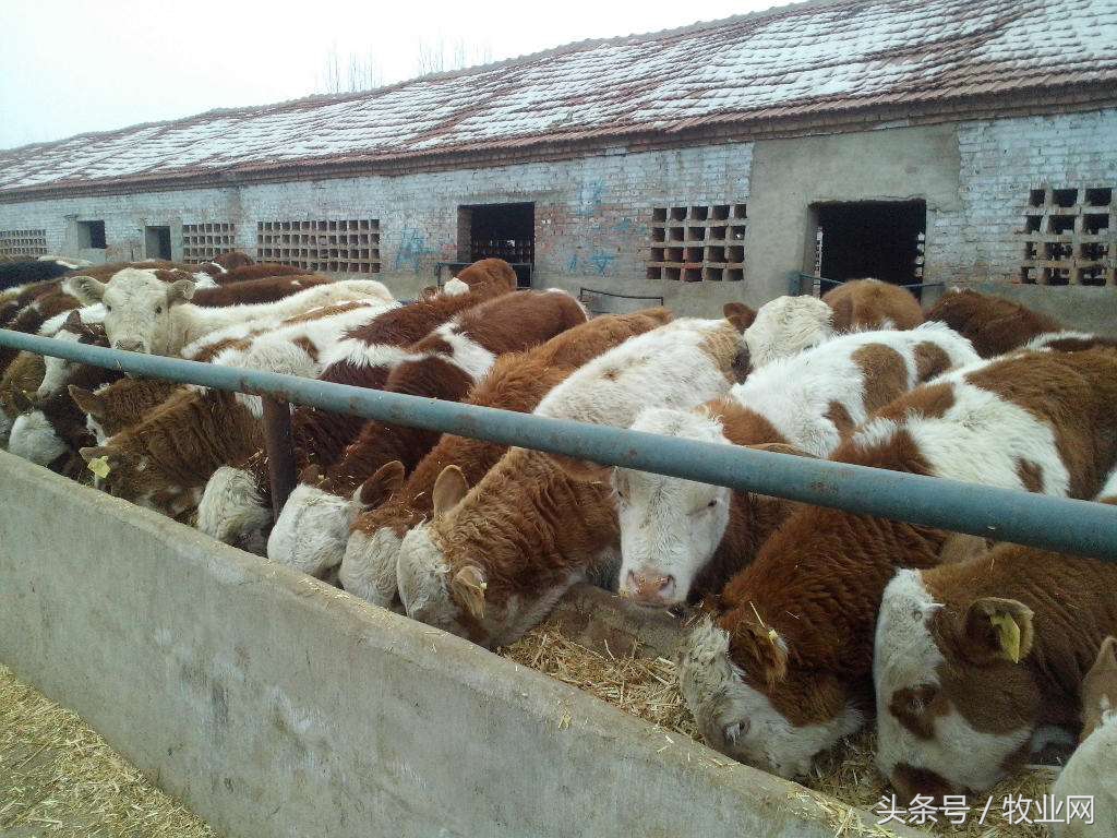 牛病的基础检查法,牛羊临床检查基本方法