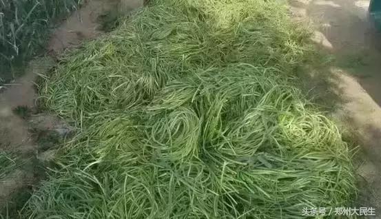 蒜薹5毛钱一斤,蒜薹三十几块钱一斤正常吗