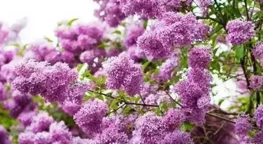 莫负春光辽宁赏花踏青攻略来了,辽宁最美十大花海