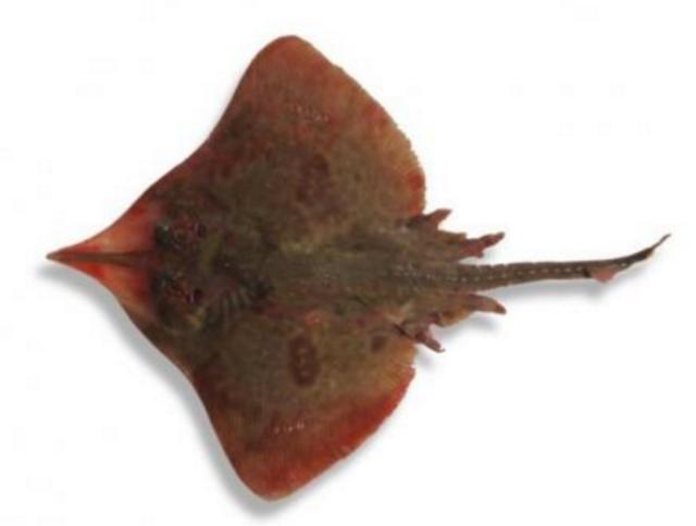 新西兰海产干货,新西兰海珍品