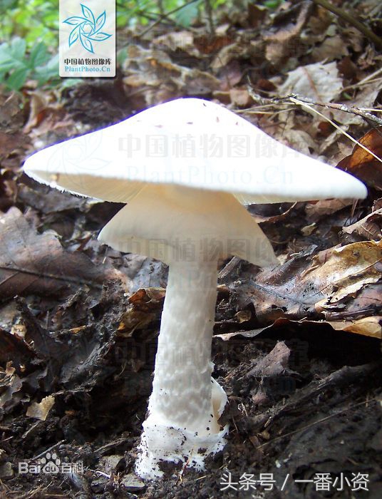 盘点一些毒蘑菇,剧毒蘑菇千万别碰