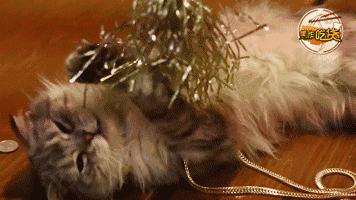 猫咖郑州焦作,焦作猫咖推荐