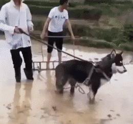 泰迪怎么会喜欢你,泰迪怎么让它信任你