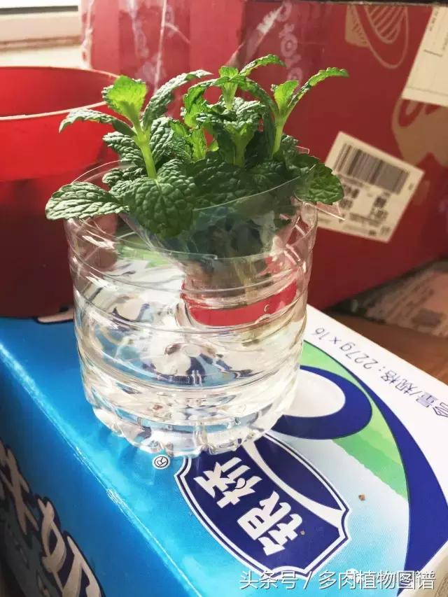 宿舍多肉品种推荐,宿舍多肉