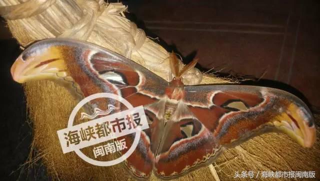 泉州人来围观！大飞蛾飞入永春人家，翅膀上长蛇头，这是什么啊