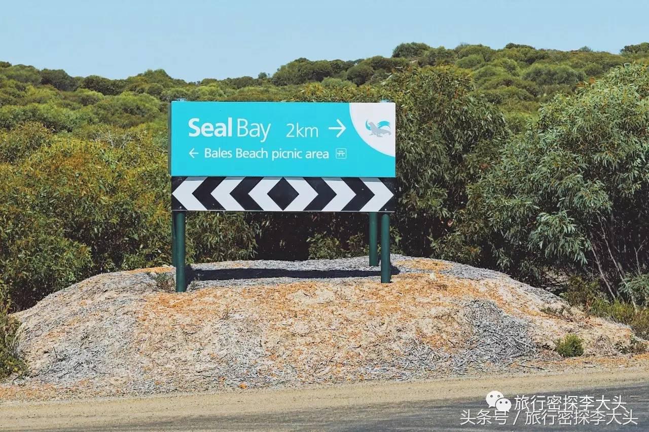 中国哪里可以抱考拉,全球哪里可以抱考拉