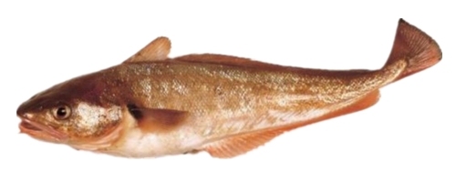 新西兰海产干货,新西兰海珍品