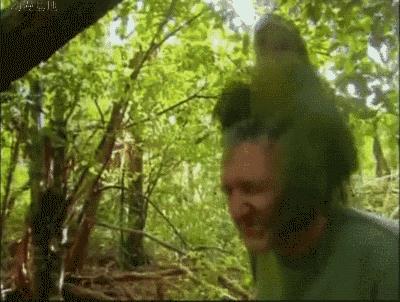 乱砍滥伐四联漫画,乱砍黄花梨