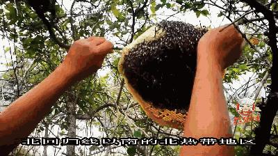 云南大森林蜂蜜好吗,云南热带雨林天然野生蜂蜜