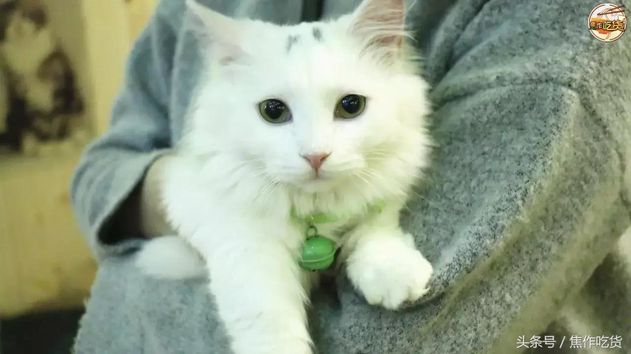 猫咖郑州焦作,焦作猫咖推荐