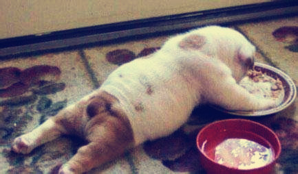 犬舍喂养幼犬的方法,新手零基础怎么养幼犬