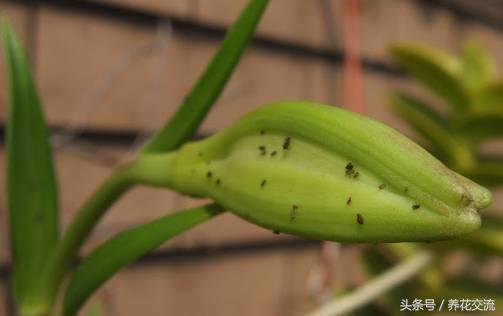 花卉长了蚜虫怎么治疗呢,花卉长蚜虫了怎么办