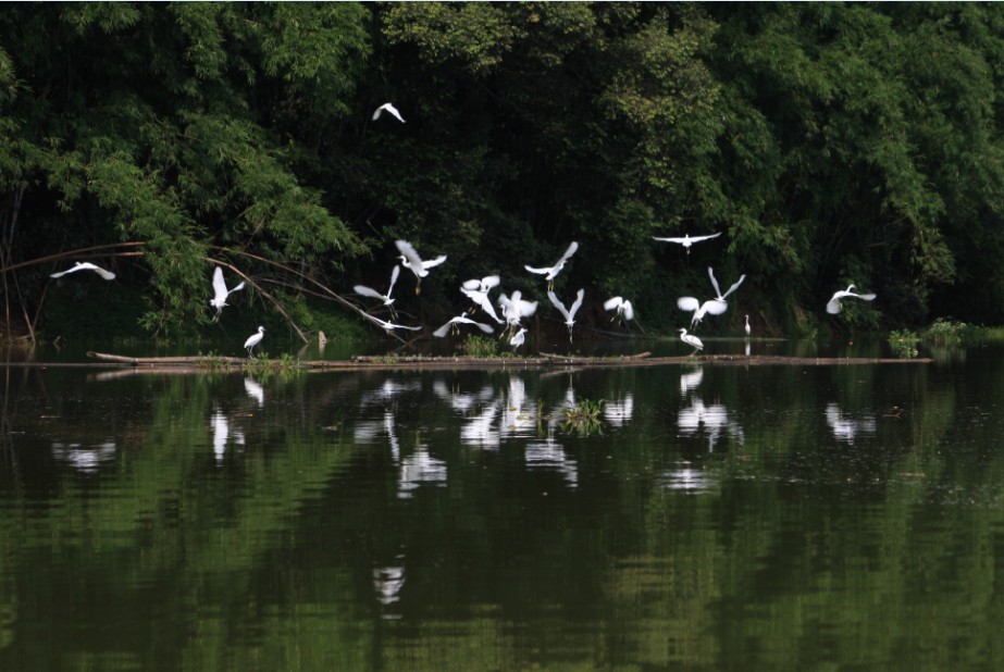 广西博白县桂圆柚之乡,广西博白桂圆2023批发价格