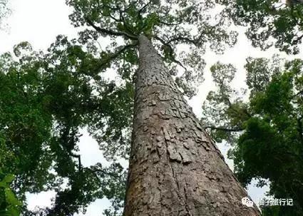 景洪泼水节注意事项,西双版纳泼水节如何不被泼