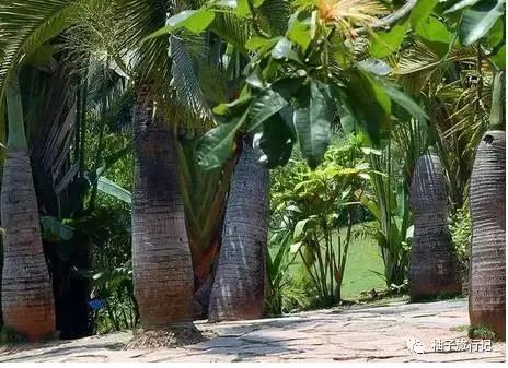 泼水节西双版纳旅游需要注意什么,西双版纳泼水节防晒攻略