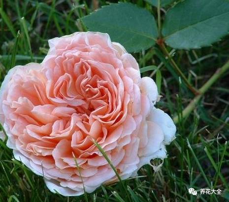 最美最高端的30款月季 (十种绝美的月季)