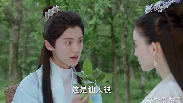 发财树吃多了竟然可以升仙？导演，我读书少你不要骗我！