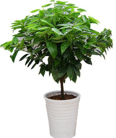 室内观叶植物哪些好养,7种常见的室内观叶植物