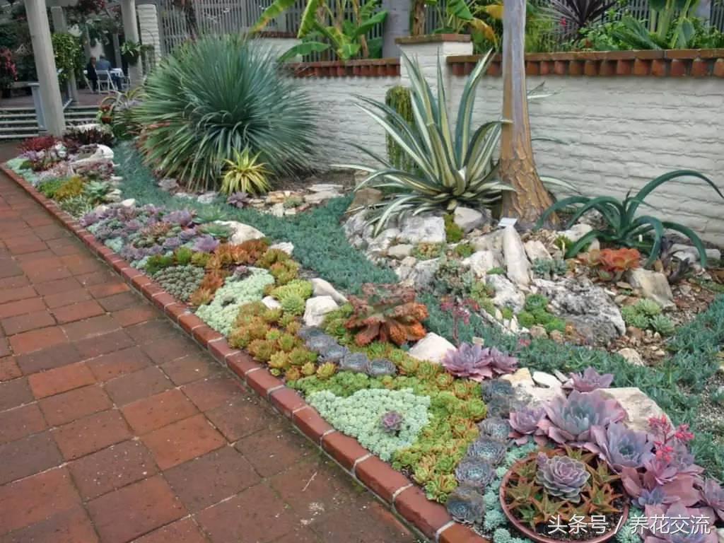 多肉植物以前丢路边都没人要,为什么现在的年轻人抢着买?