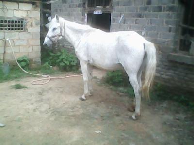 民间故事寡妇除妖,民间故事道士下河捉妖