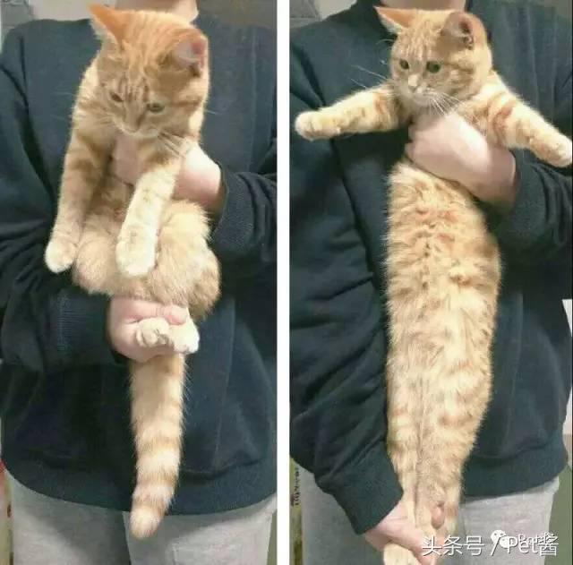 测一测你家猫咪是什么品种,测一测猫咪年龄