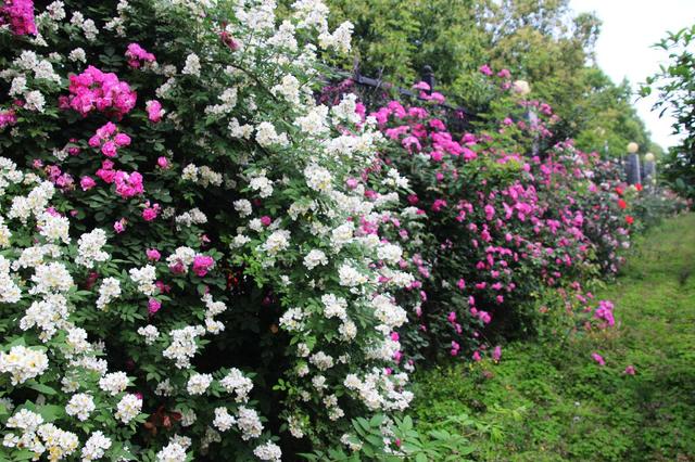 月季叶子与蔷薇叶子的区别,月季和蔷薇的区别一张图看懂