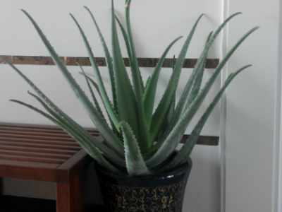 什么植物最吸灰尘最好养,室内吸灰尘最好的无毒植物