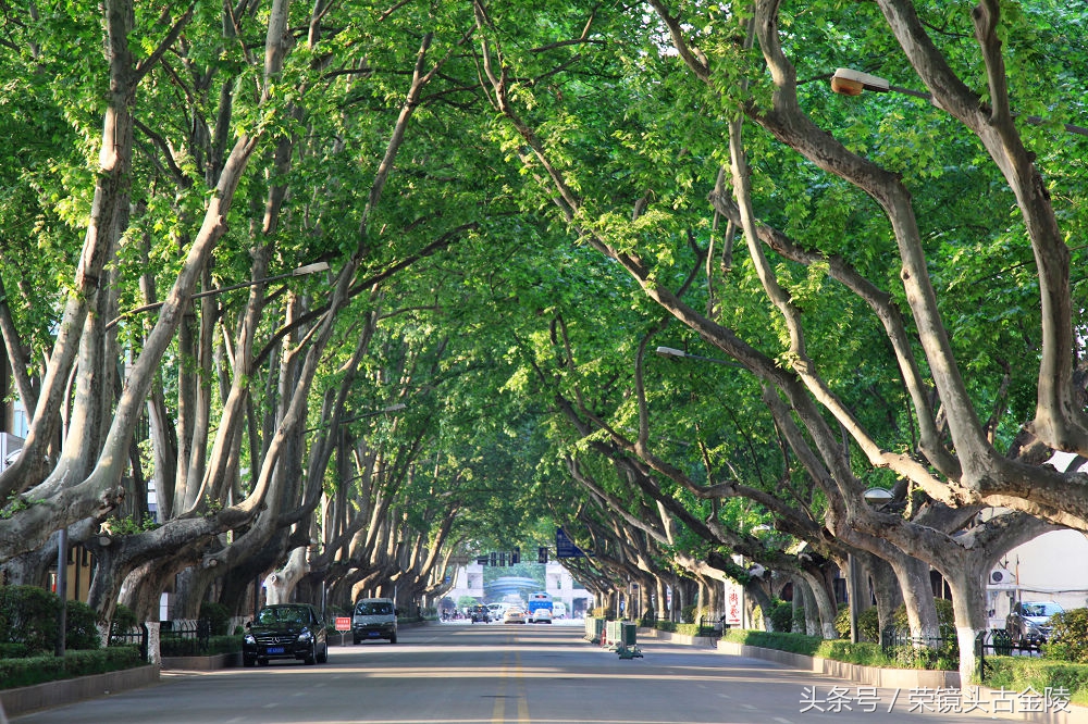 南京的绿湖,南京的月色美到令人窒息