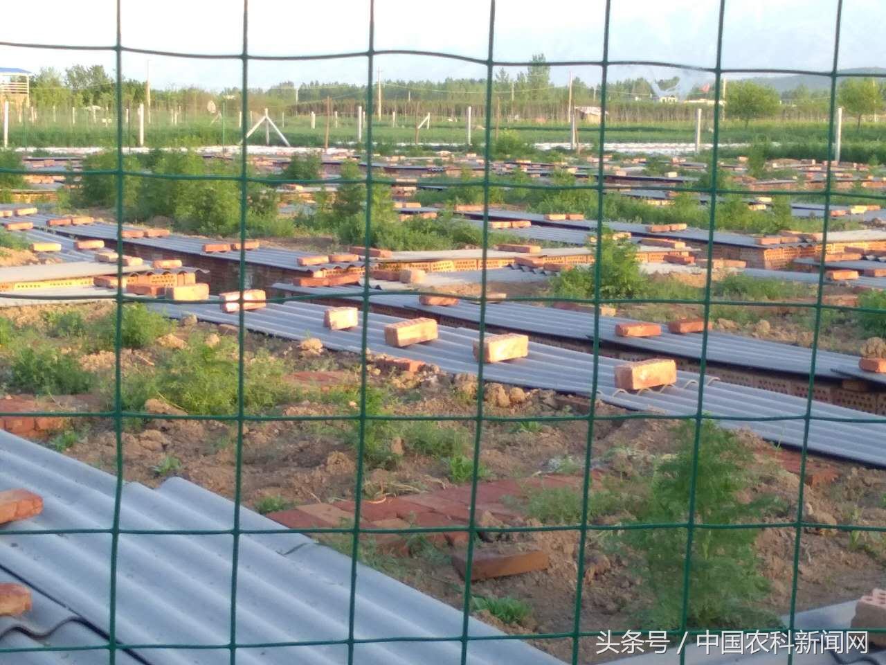 养殖蝎子真的赚钱吗,蝎子怎么养成活率高