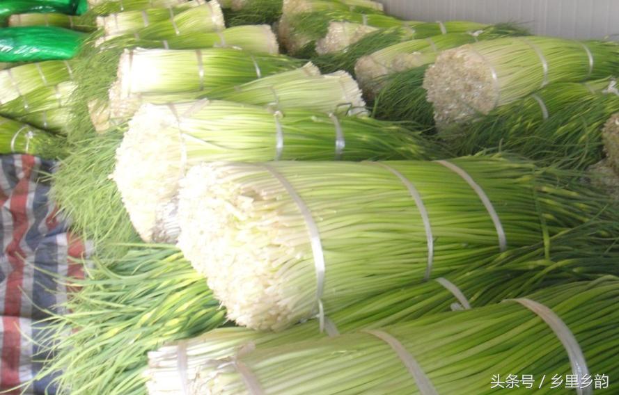 蒜薹行情价,蒜薹行情上涨