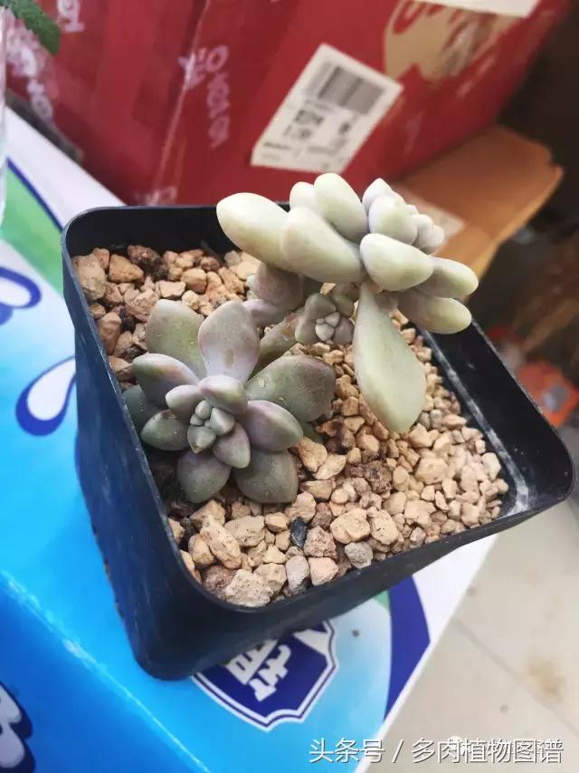 宿舍多肉品种推荐,宿舍多肉
