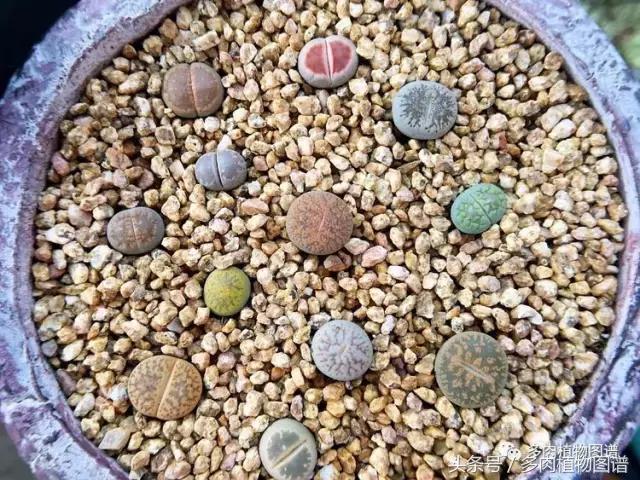 入坑半年的经历,入坑五个月总结