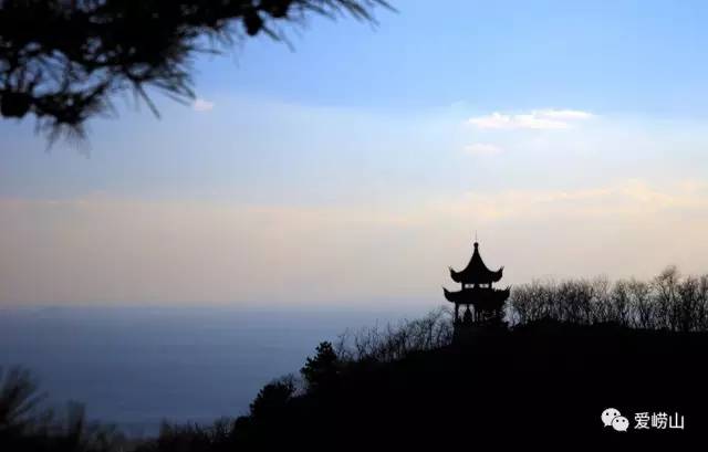 相约春天普洱生茶,青岛石老人景区观光园