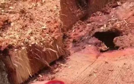 血檀木的鉴别,血檀的介绍和特点