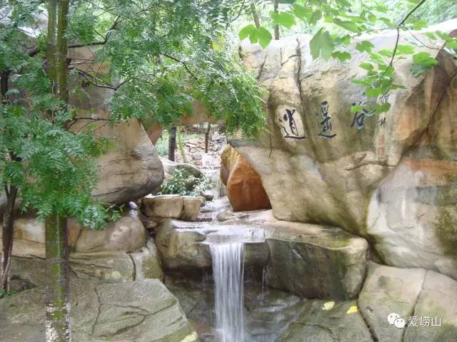 相约春天普洱生茶,青岛石老人景区观光园