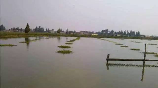 蟹的养殖方法和技巧,养殖后期怎样养出精品蟹