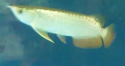 过背金龙和高背金龙的区别,高背金龙跟过背图片对比