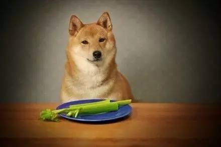 给狗喂饭要喂多少,给狗刷牙的知识
