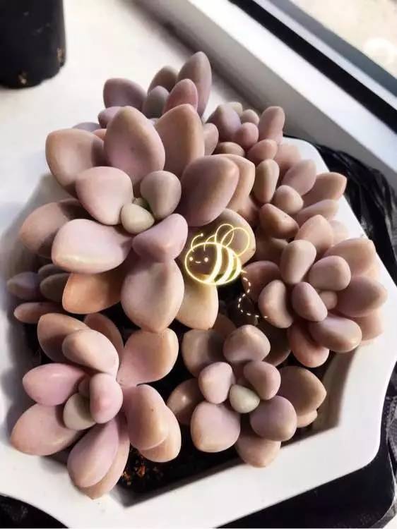 入坑仅1年，他的肉肉竟然全都大变样？！这真的是同一颗肉肉吗？