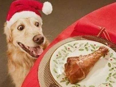 给狗喂饭要喂多少,给狗刷牙的知识