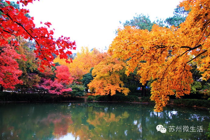 苏州最值得去的五个景点,苏州最值得去的10个景点排名