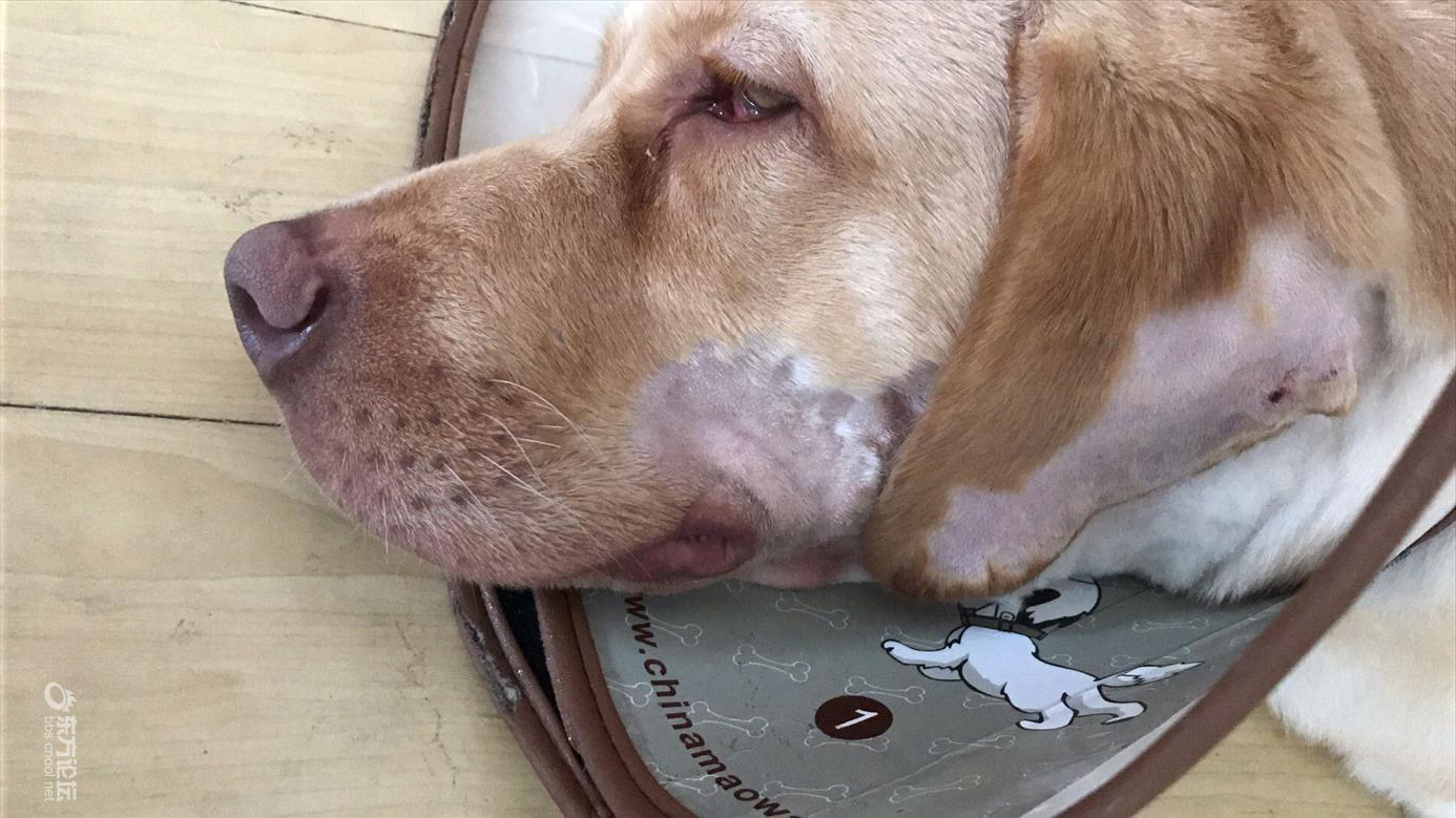 未婚夫的狗咬了我的狗,婚后岂不更糟?我宁愿分手